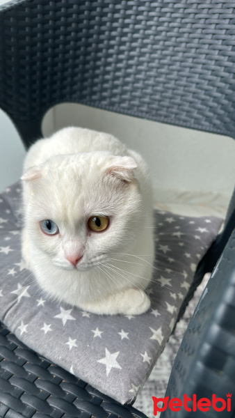 Scottish Fold, Kedi  Lokum fotoğrafı