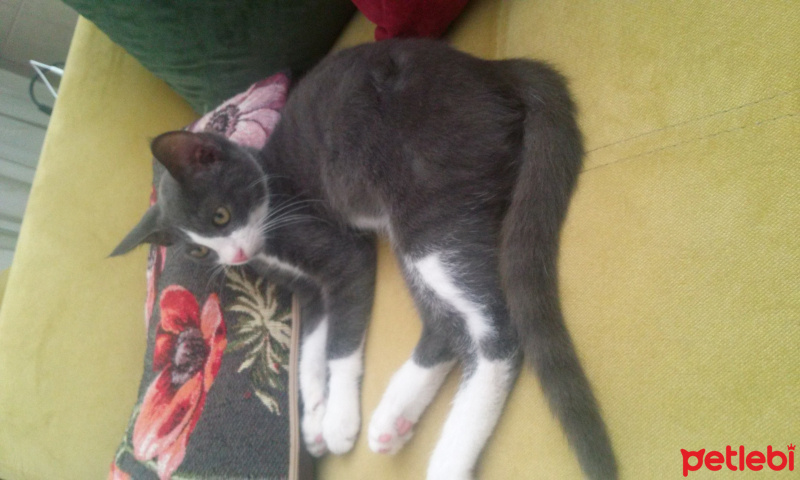 Tekir Kedi, Kedi  Patik fotoğrafı