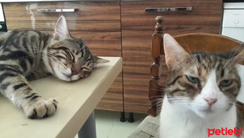 Tekir Kedi, Kedi  Mutlu ve Çakıl fotoğrafı