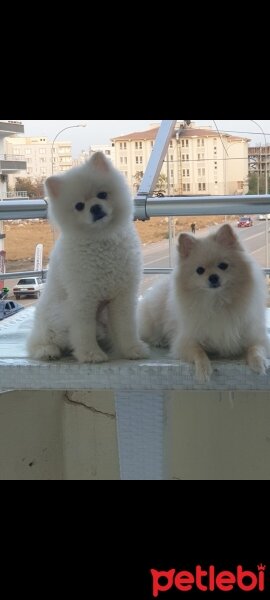 Pomeranyalı, Köpek  Prenses fotoğrafı