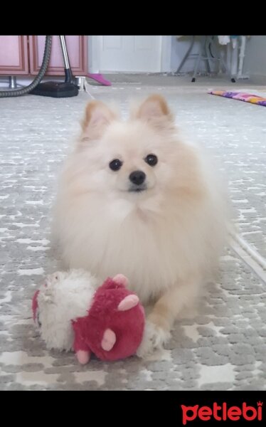 Pomeranyalı, Köpek  Prenses fotoğrafı