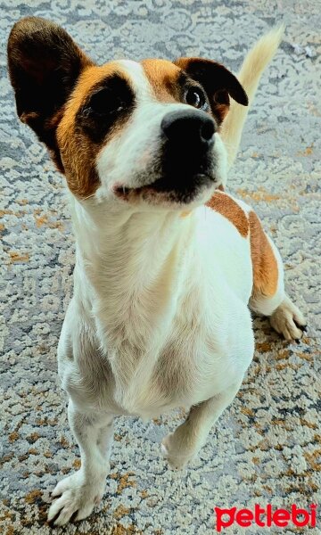 Jack Russell Terrier, Köpek  Pars fotoğrafı