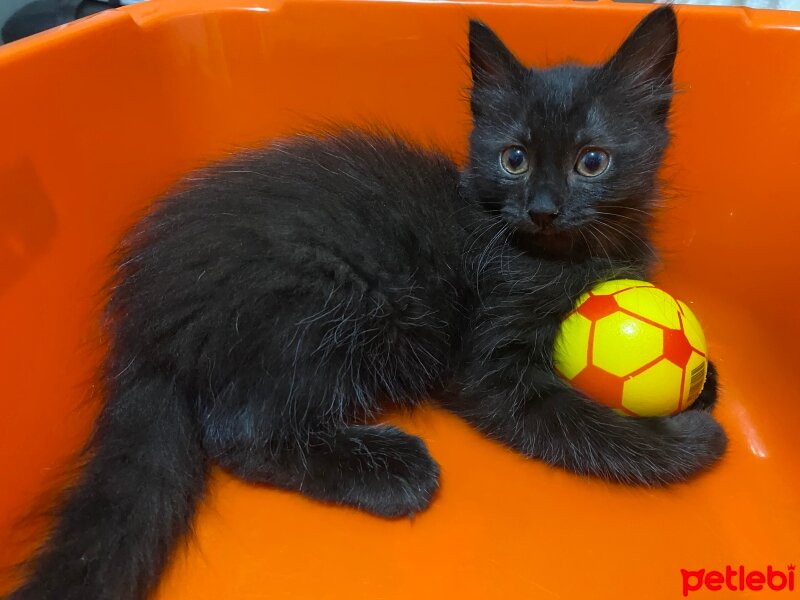 Bombay, Kedi  nando fotoğrafı