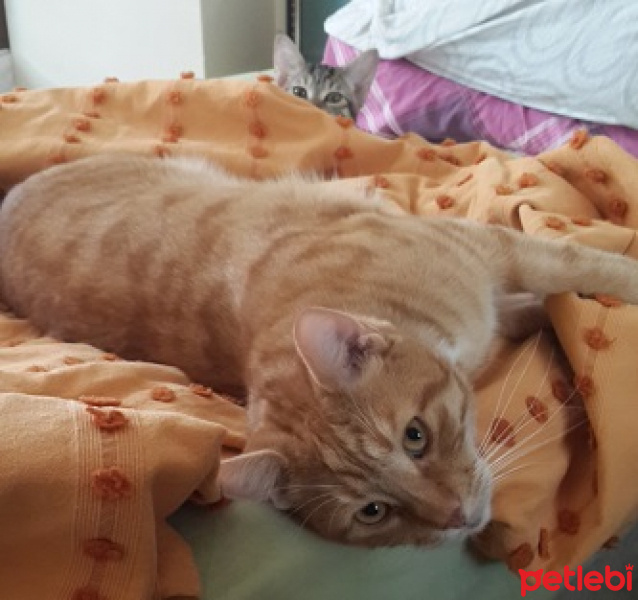 Tekir Kedi, Kedi  Kıvanç ve Mestan fotoğrafı