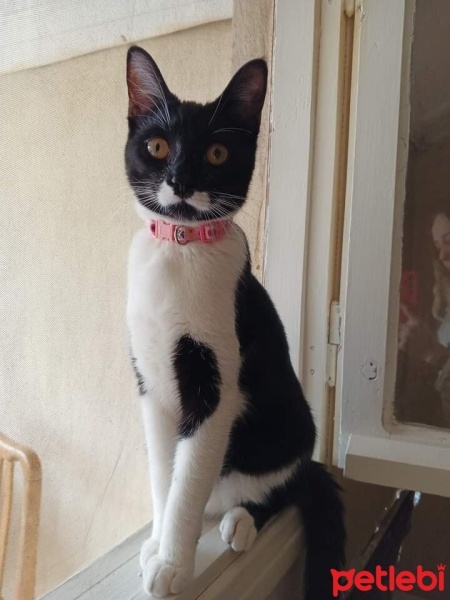 Tekir Kedi, Kedi  Mia fotoğrafı