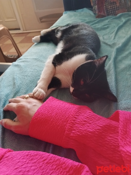 Tekir Kedi, Kedi  Mia fotoğrafı