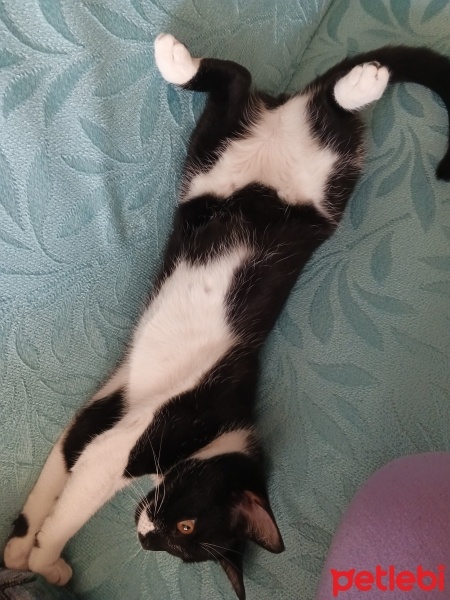 Tekir Kedi, Kedi  Mia fotoğrafı