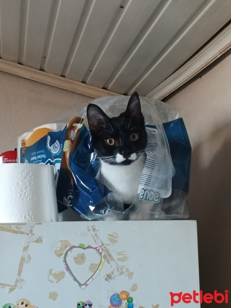 Tekir Kedi, Kedi  Mia fotoğrafı