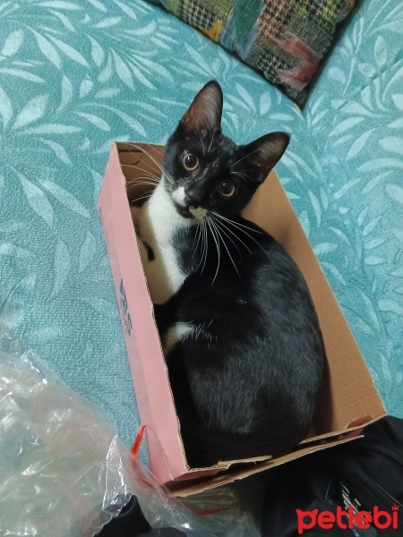 Tekir Kedi, Kedi  Mia fotoğrafı