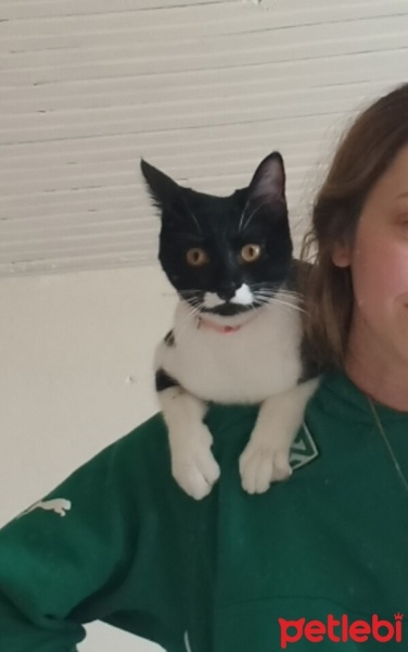 Tekir Kedi, Kedi  Mia fotoğrafı