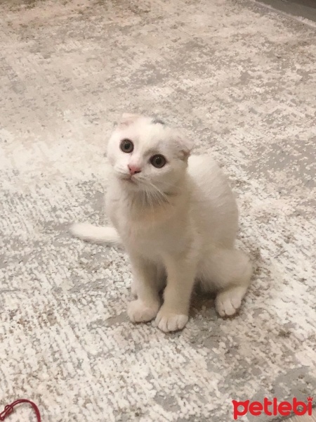 Scottish Fold, Kedi  Bulut fotoğrafı
