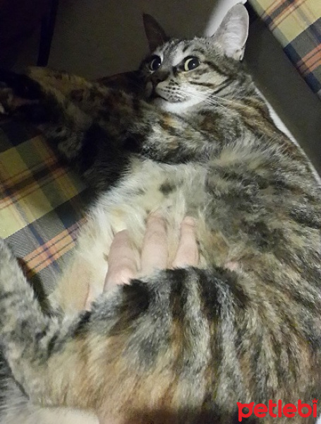 Tekir Kedi, Kedi  Uğurlu fotoğrafı