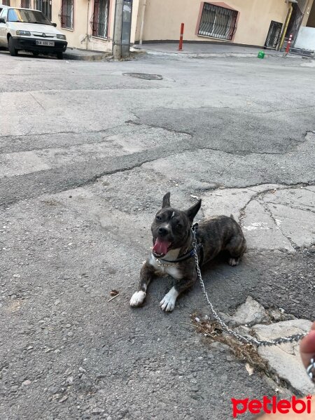 Staffordshire Bull Terrier, Köpek  Kartal fotoğrafı