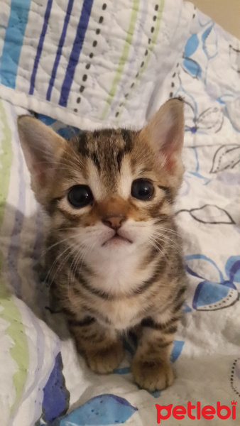 Tekir Kedi, Kedi  Mestan fotoğrafı