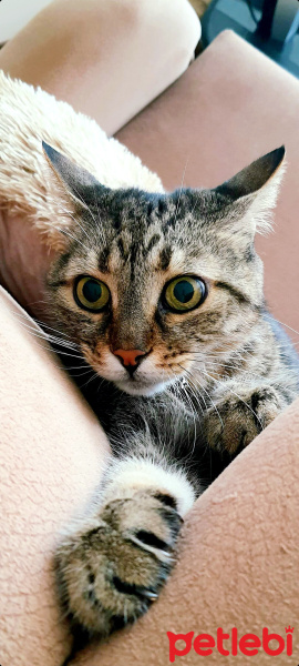 Tekir Kedi, Kedi  Tossy fotoğrafı
