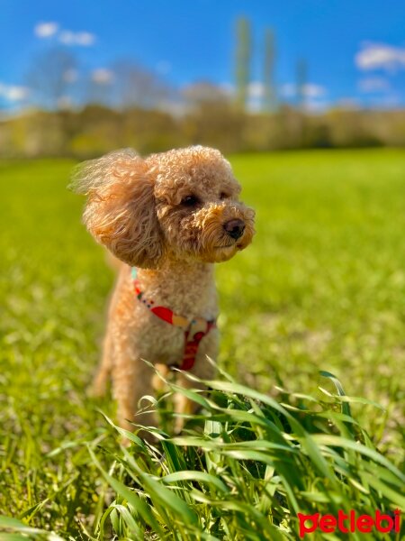 Poodle(Standart Kaniş), Köpek  Ares fotoğrafı