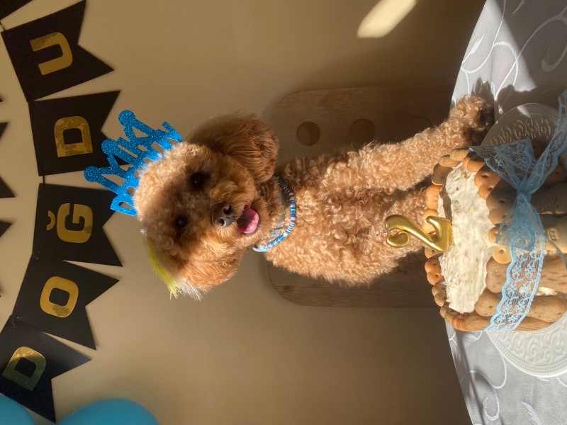 Poodle(Standart Kaniş), Köpek  Ares fotoğrafı