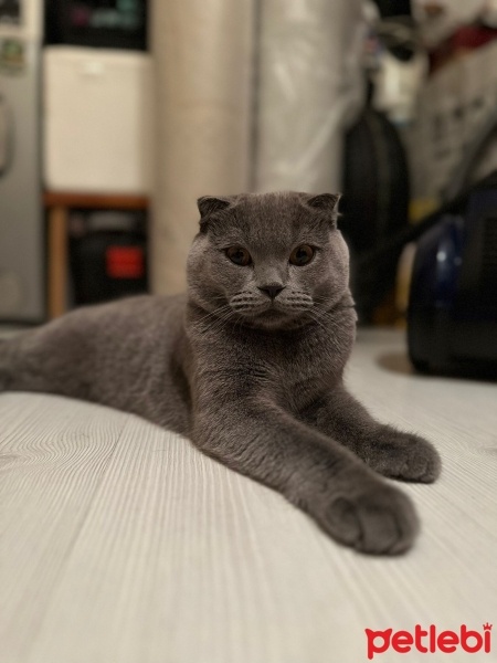 Scottish Fold, Kedi  Haydar fotoğrafı