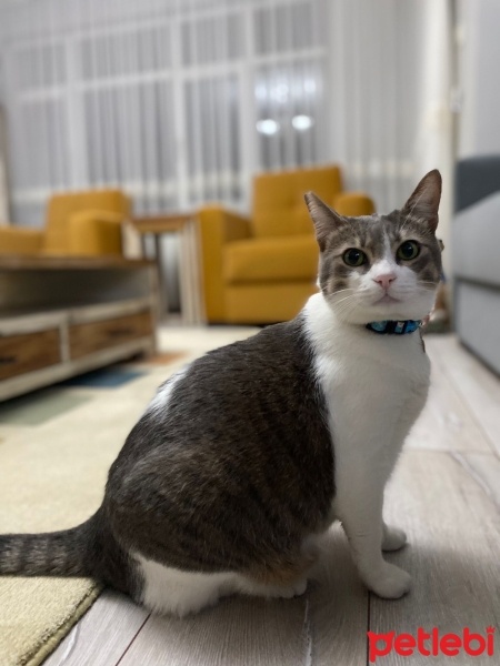 Tekir Kedi, Kedi  Sakız fotoğrafı