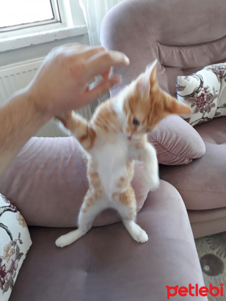 Tekir Kedi, Kedi  Venüs fotoğrafı