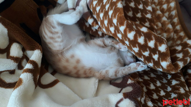 Tekir Kedi, Kedi  Venüs fotoğrafı