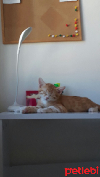 Tekir Kedi, Kedi  Venüs fotoğrafı