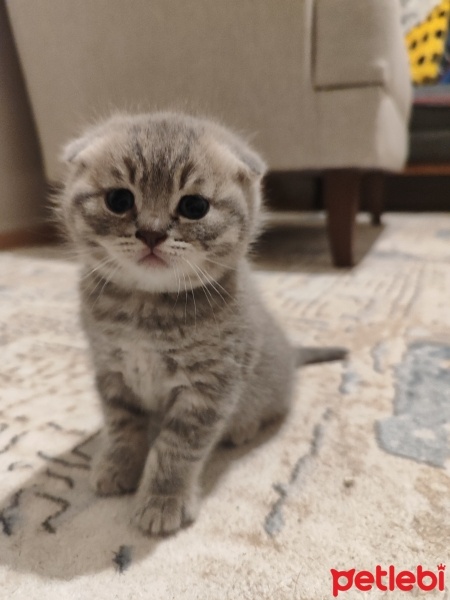 British Shorthair, Kedi  Duman fotoğrafı