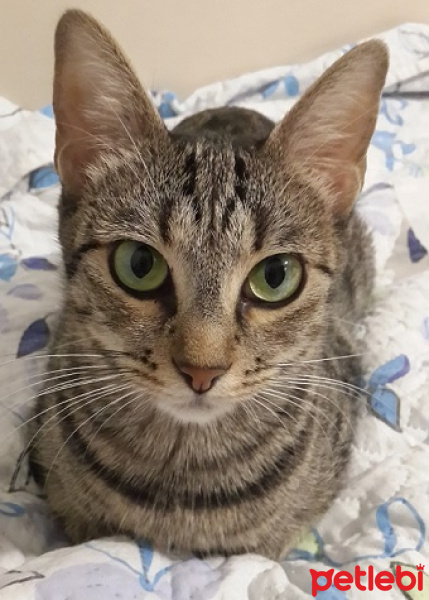 Tekir Kedi, Kedi  Mübeccel fotoğrafı