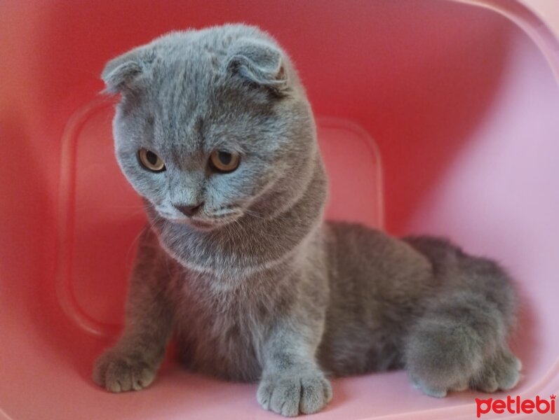 Scottish Fold, Kedi  Patron fotoğrafı