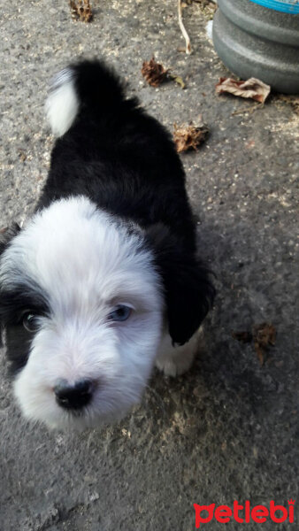 Maltese, Köpek  tosbik fotoğrafı