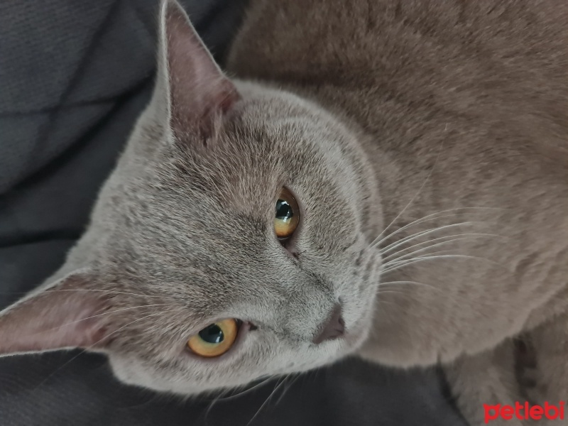 British Shorthair, Kedi  Duman fotoğrafı