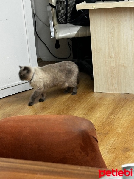 British Shorthair, Kedi  Duman fotoğrafı
