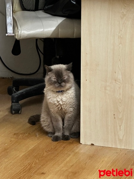British Shorthair, Kedi  Duman fotoğrafı