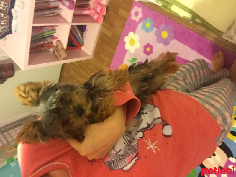 Yorkshire Terrier, Köpek  Fındık  fotoğrafı