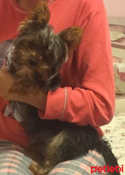 Yorkshire Terrier, Köpek  Fındık  fotoğrafı