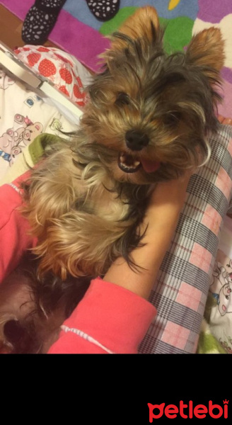 Yorkshire Terrier, Köpek  Fındık  fotoğrafı