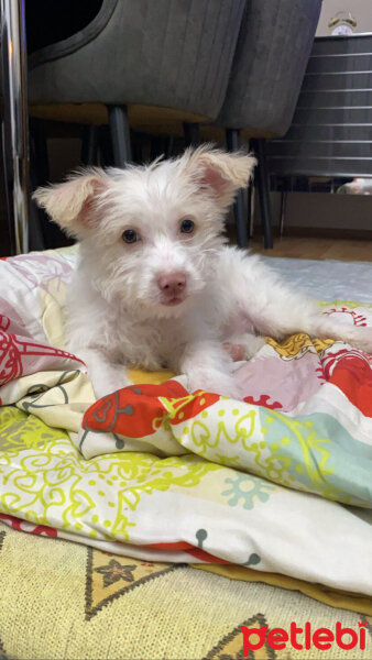 Maltese, Köpek  Boncuk fotoğrafı