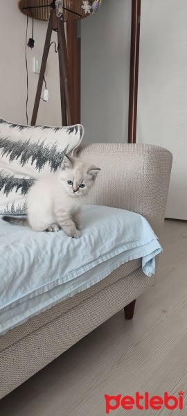 British Shorthair, Kedi  Ciri fotoğrafı