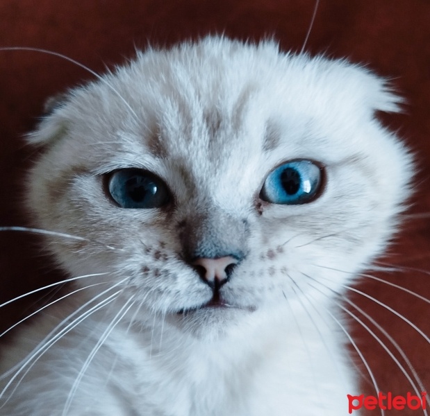 Scottish Fold, Kedi  LOYA fotoğrafı