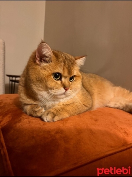 Scottish Fold, Kedi  KAJU fotoğrafı