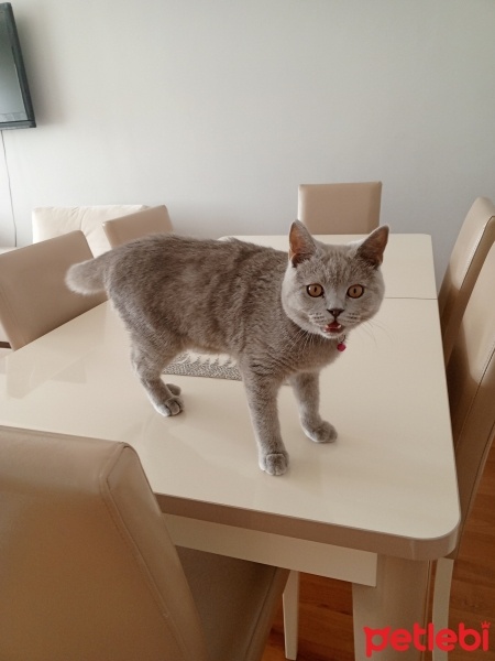 British Shorthair, Kedi  Köpük fotoğrafı