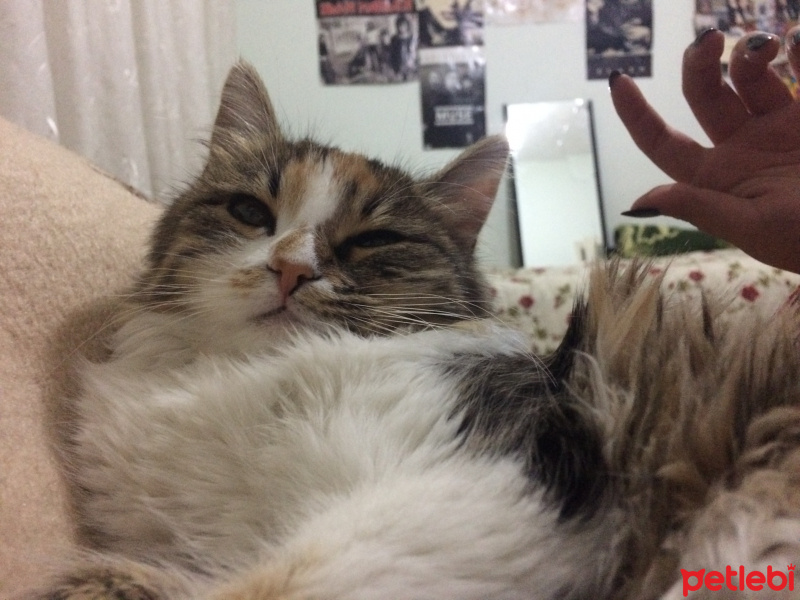 Tekir Kedi, Kedi  luna fotoğrafı