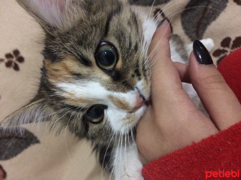 Tekir Kedi, Kedi  luna fotoğrafı
