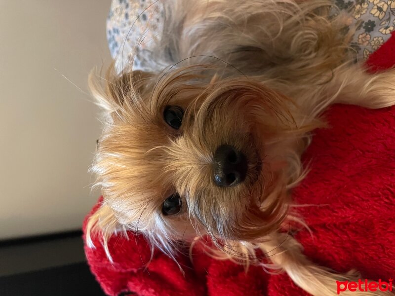 Yorkshire Terrier, Köpek  Kırpık fotoğrafı