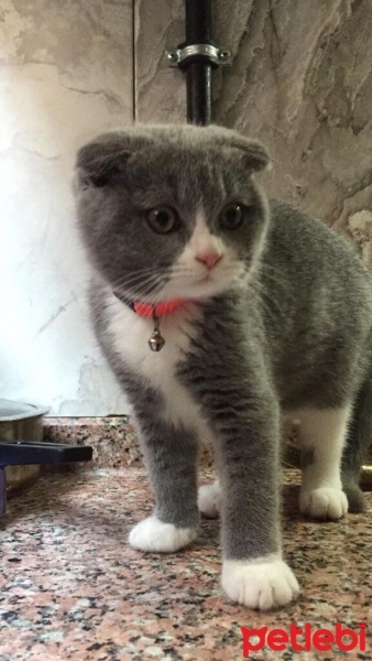 Scottish Fold, Kedi  Rıfkı fotoğrafı