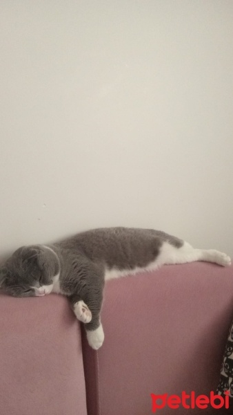 Scottish Fold, Kedi  Rıfkı fotoğrafı