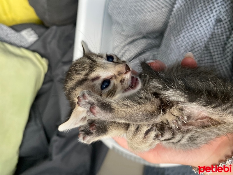 Tekir Kedi, Kedi  Şanslı fotoğrafı