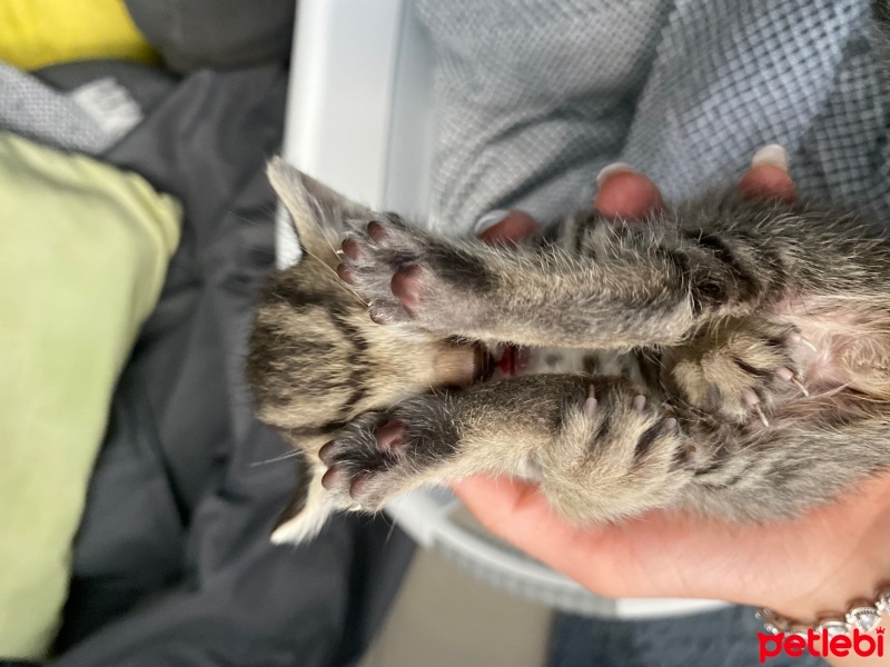 Tekir Kedi, Kedi  Şanslı fotoğrafı