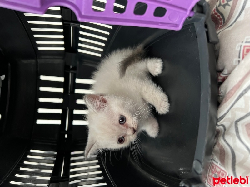 British Shorthair, Kedi  Bihter fotoğrafı