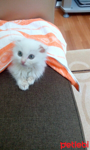 Scottish Fold, Kedi  tarçın fotoğrafı